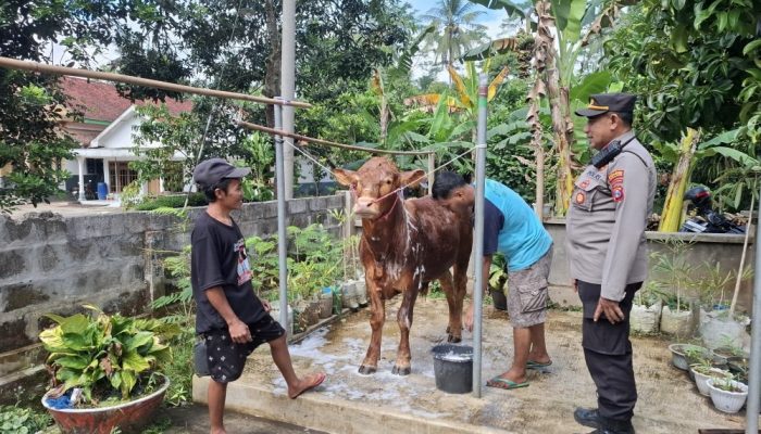 Polsek Ranuyoso Dukung Ketahanan Pangan Melalui Pendampingan Peternakan dan Pertanian di Desa Meninjo