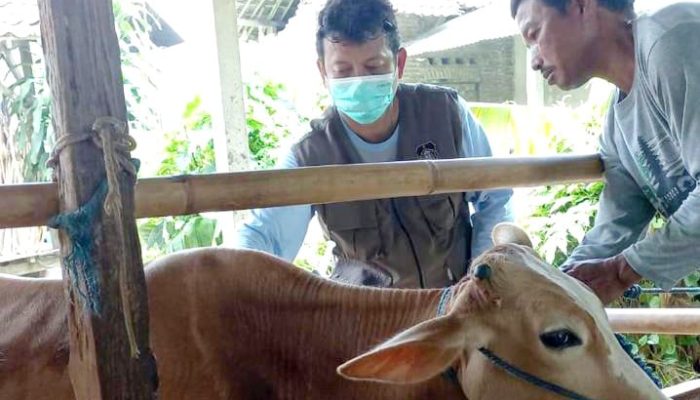 Bulan Vaksinasi, DKPP Kota Blitar Targetkan Ribuan Hewan Ternak Tercover Vaksin PMK