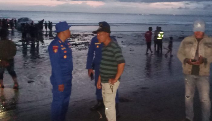 Polres Jembrana Gerak Cepat Tangani Paus Sperma Terdampar di Melaya