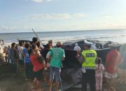 Polres Jembrana Tunjukkan Respons Cepat dan Profesional, Pengamanan Penanganan Paus Terdampar Berjalan Kondusif