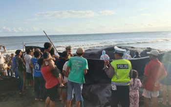 Polres Jembrana Tunjukkan Respons Cepat dan Profesional, Pengamanan Penanganan Paus Terdampar Berjalan Kondusif