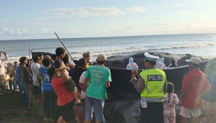 Polres Jembrana Tunjukkan Respons Cepat dan Profesional, Pengamanan Penanganan Paus Terdampar Berjalan Kondusif