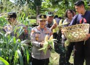 Polres Jembrana Dukung Panen Raya Jagung Serentak, Hasil Panen Disalurkan untuk Program MBG