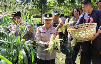 Polres Jembrana Dukung Panen Raya Jagung Serentak, Hasil Panen Disalurkan untuk Program MBG