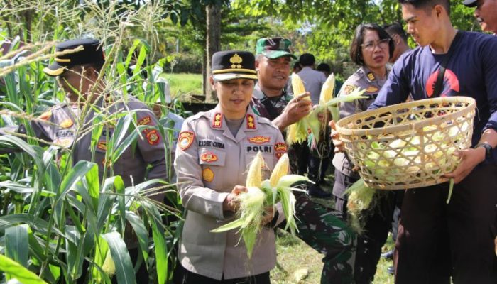 Polres Jembrana Dukung Panen Raya Jagung Serentak, Hasil Panen Disalurkan untuk Program MBG