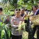 Polres Jembrana Dukung Panen Raya Jagung Serentak, Hasil Panen Disalurkan untuk Program MBG