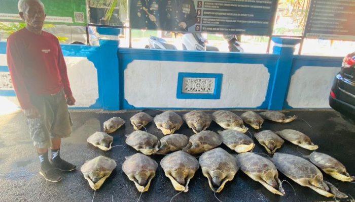 Ditpolairud Polda Bali Gagalkan Penyelundupan 21 Ekor Penyu Hijau Di Buleleng